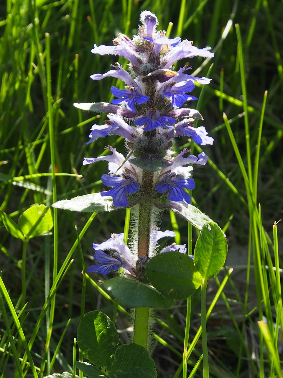 meadow flower  blue  flower free photo