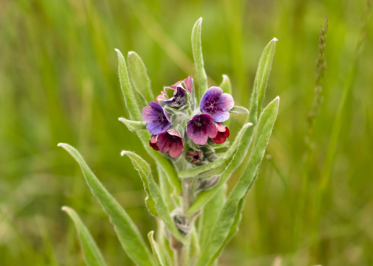 meadow flower  spring flower  flowers free photo