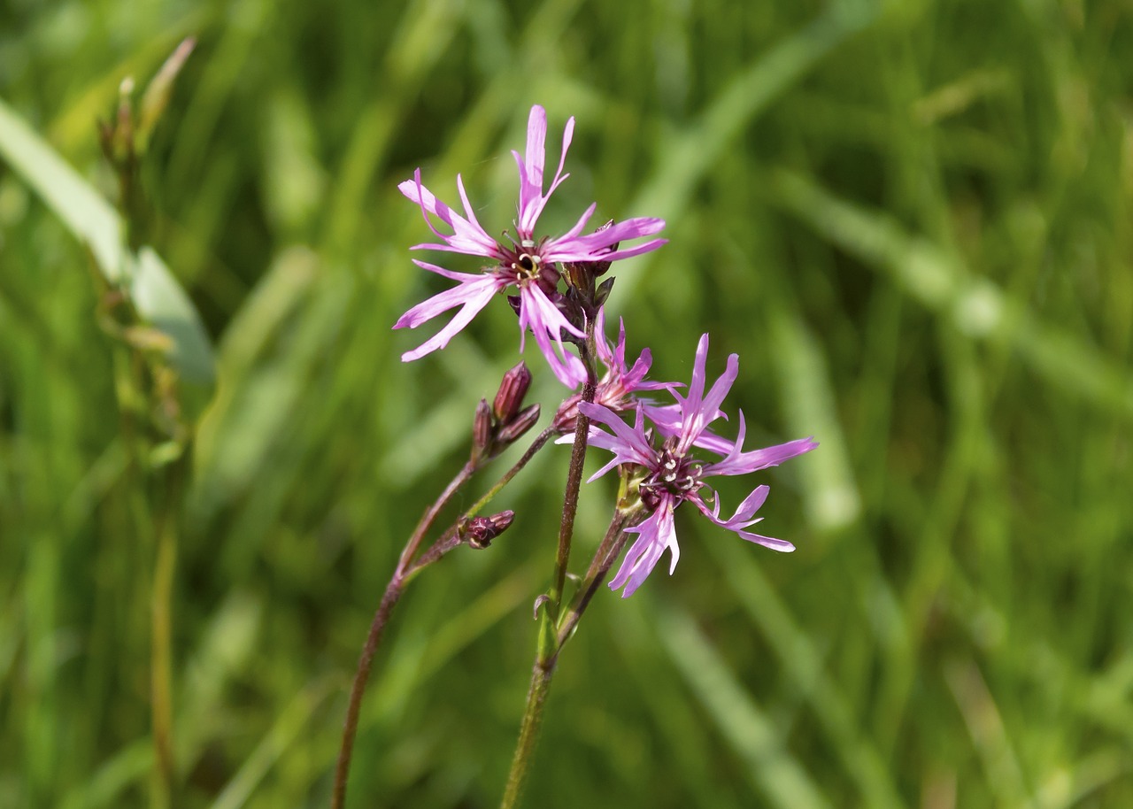 meadow flower  flower  flowers free photo