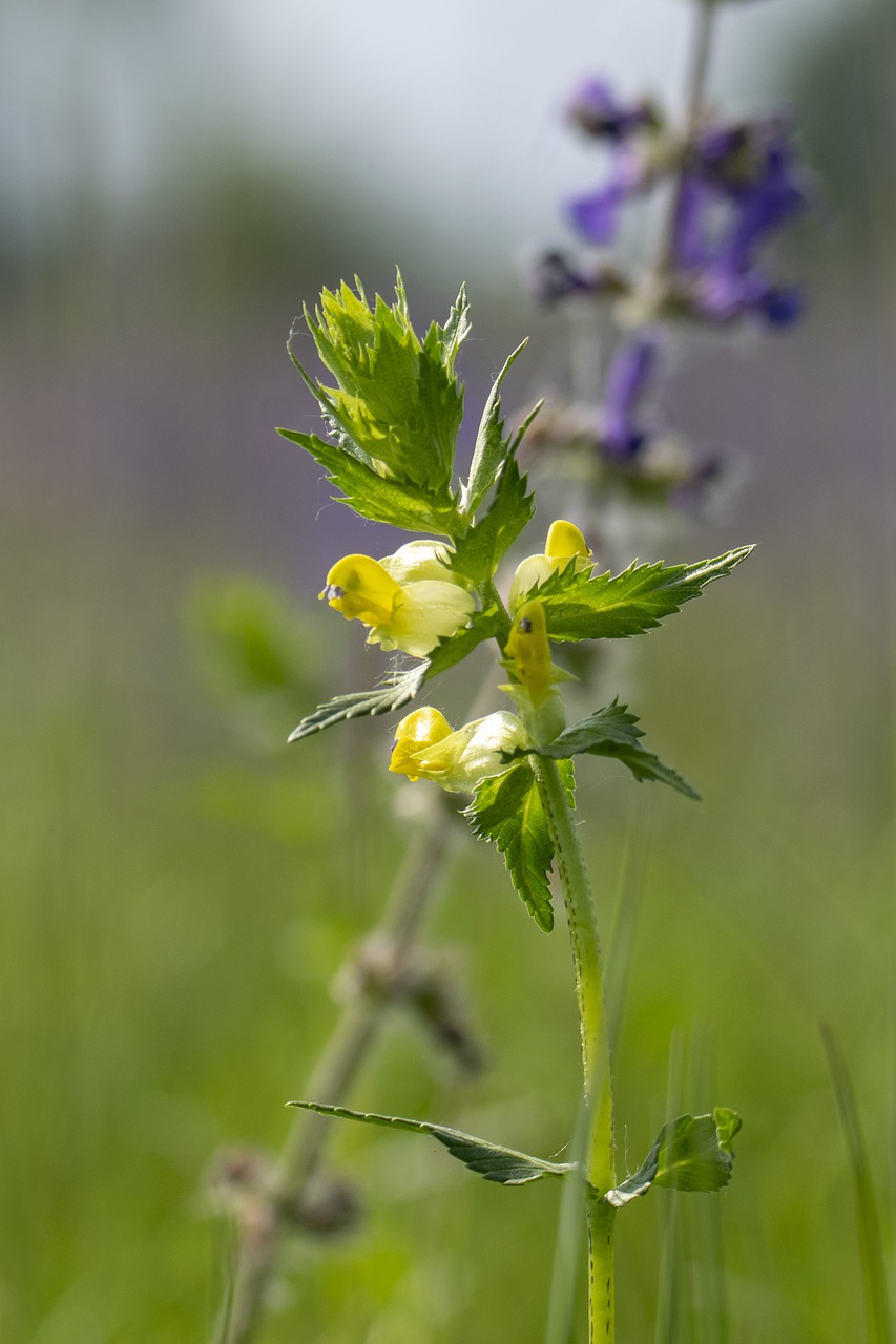 meadow flower  nature  flower free photo