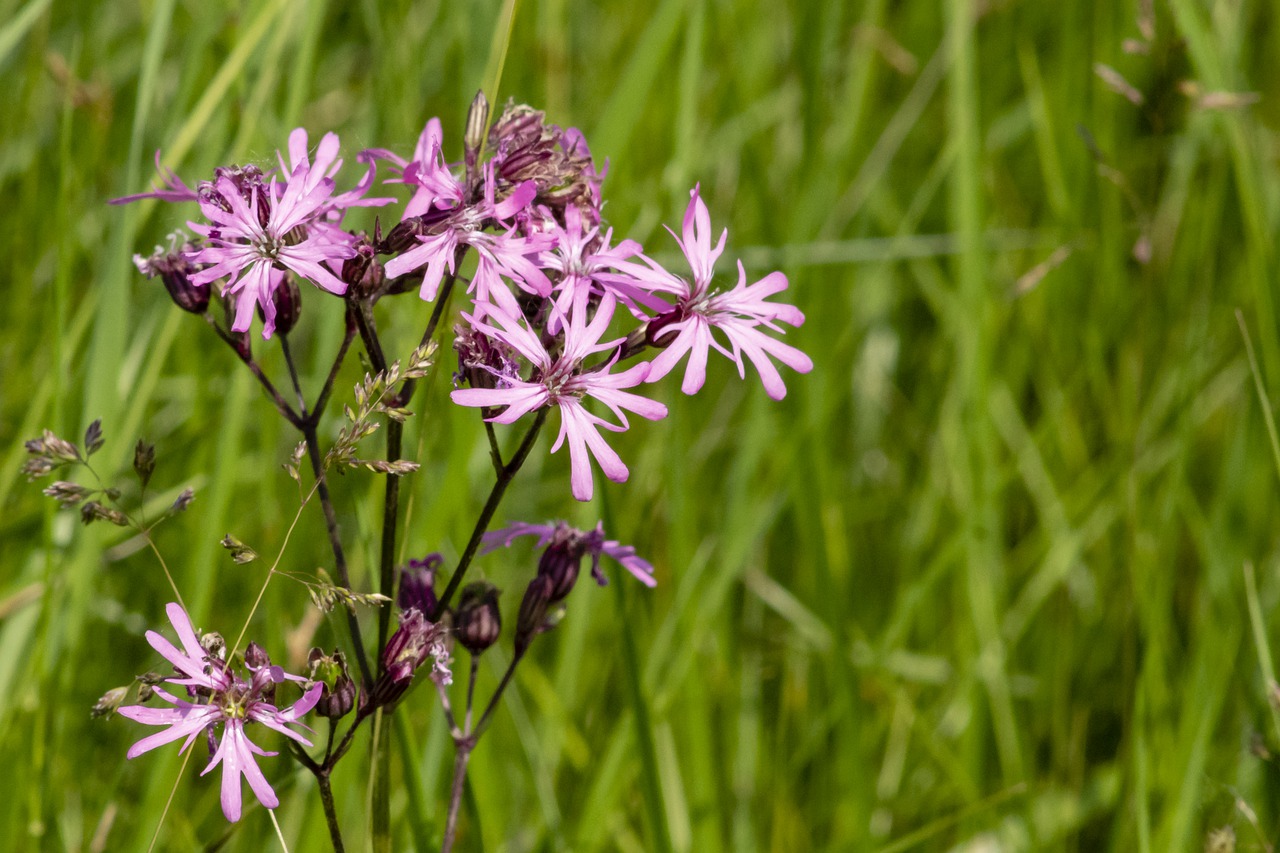 meadow flower  spring flower  flowers free photo