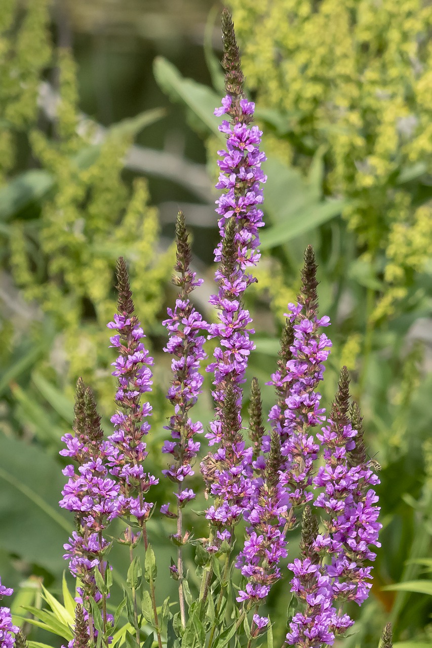 meadow flower  flower  flowers free photo