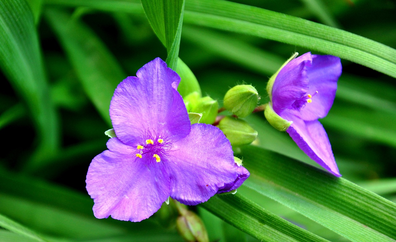 meadow flower blue flower summer free photo