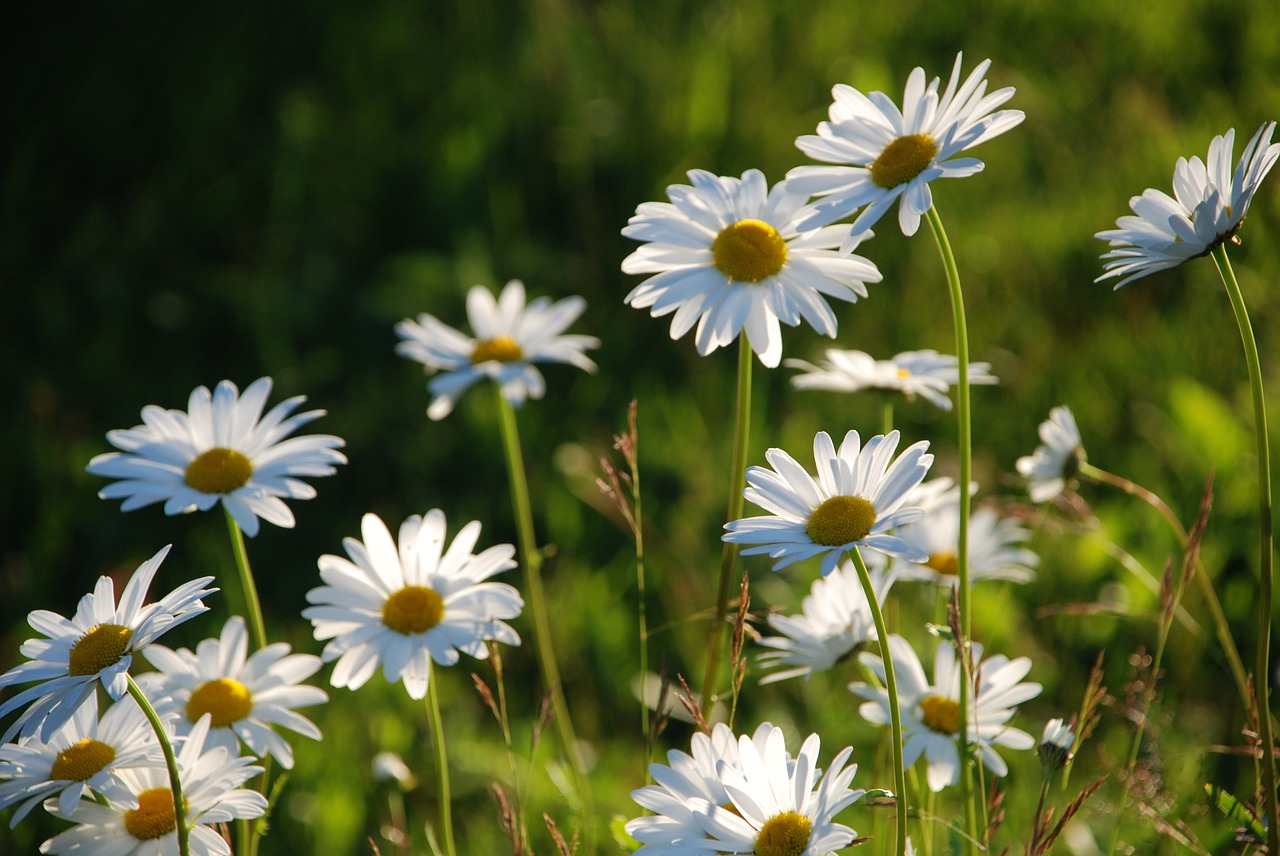 meadow flower summer white free photo