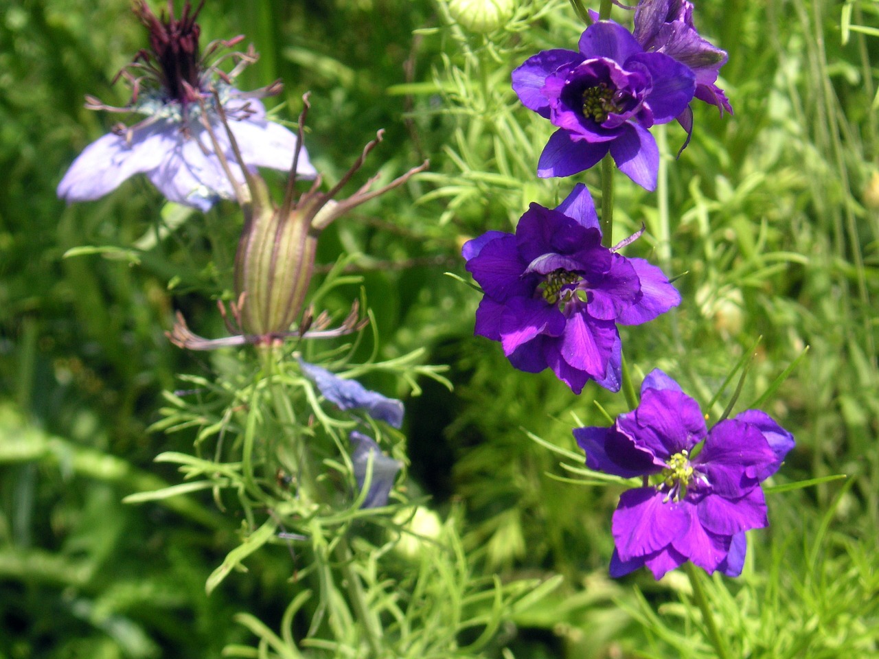 meadow flowers wildflowers flowers free photo