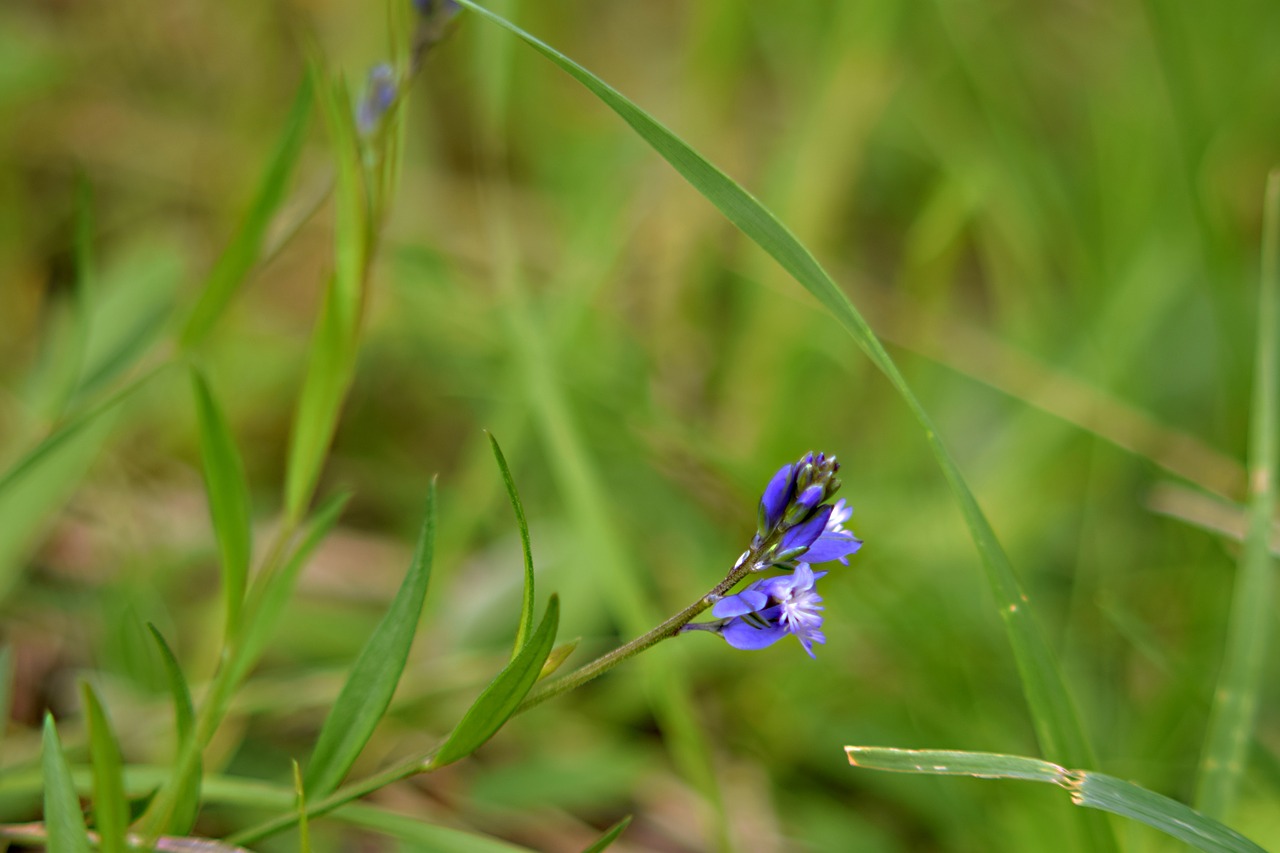 meadow flowers  meadow  macro free photo