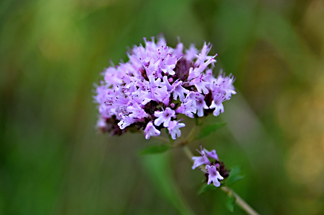 meadow flowers  flower  meadow free photo