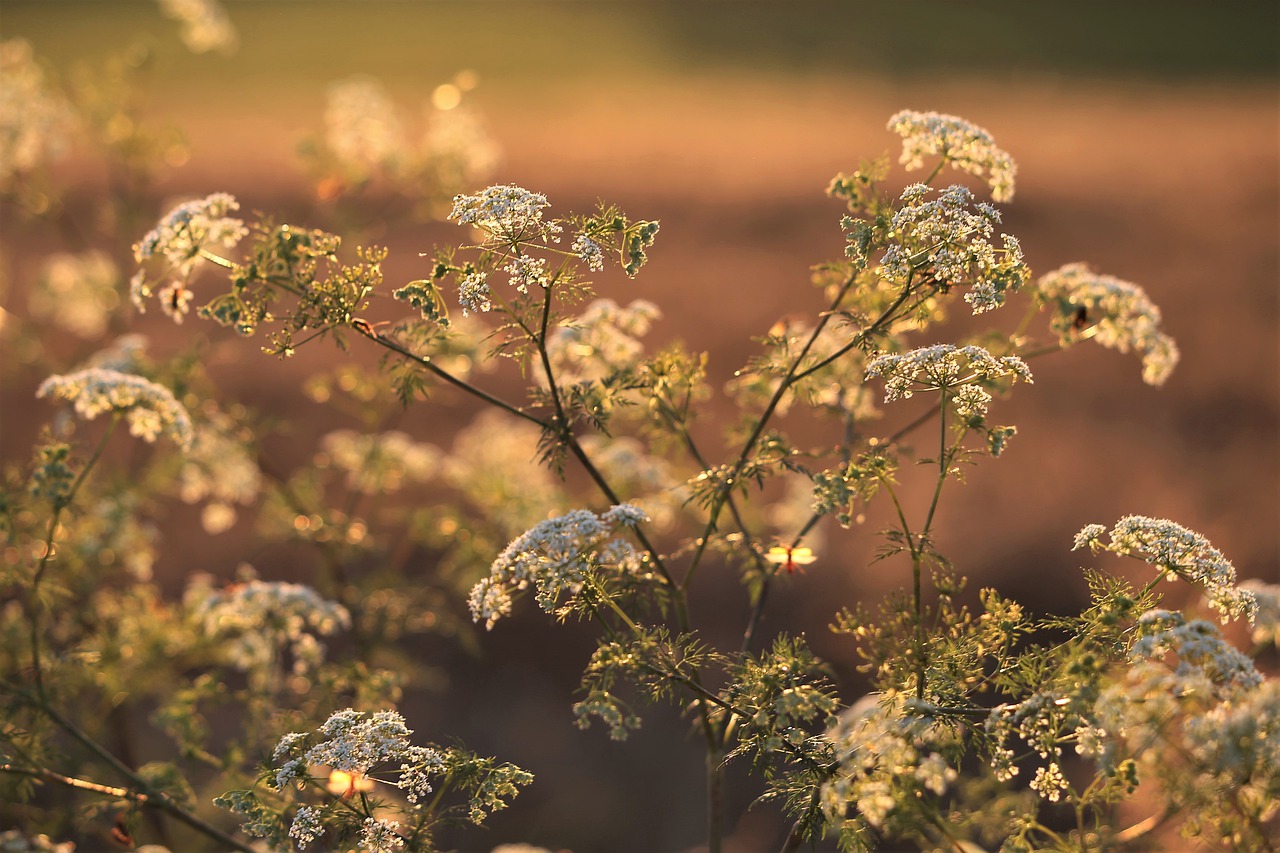 meadow flowers  grass  summer free photo