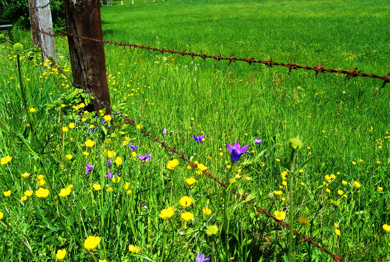 meadow flowers rusted barbed wire nature free photo