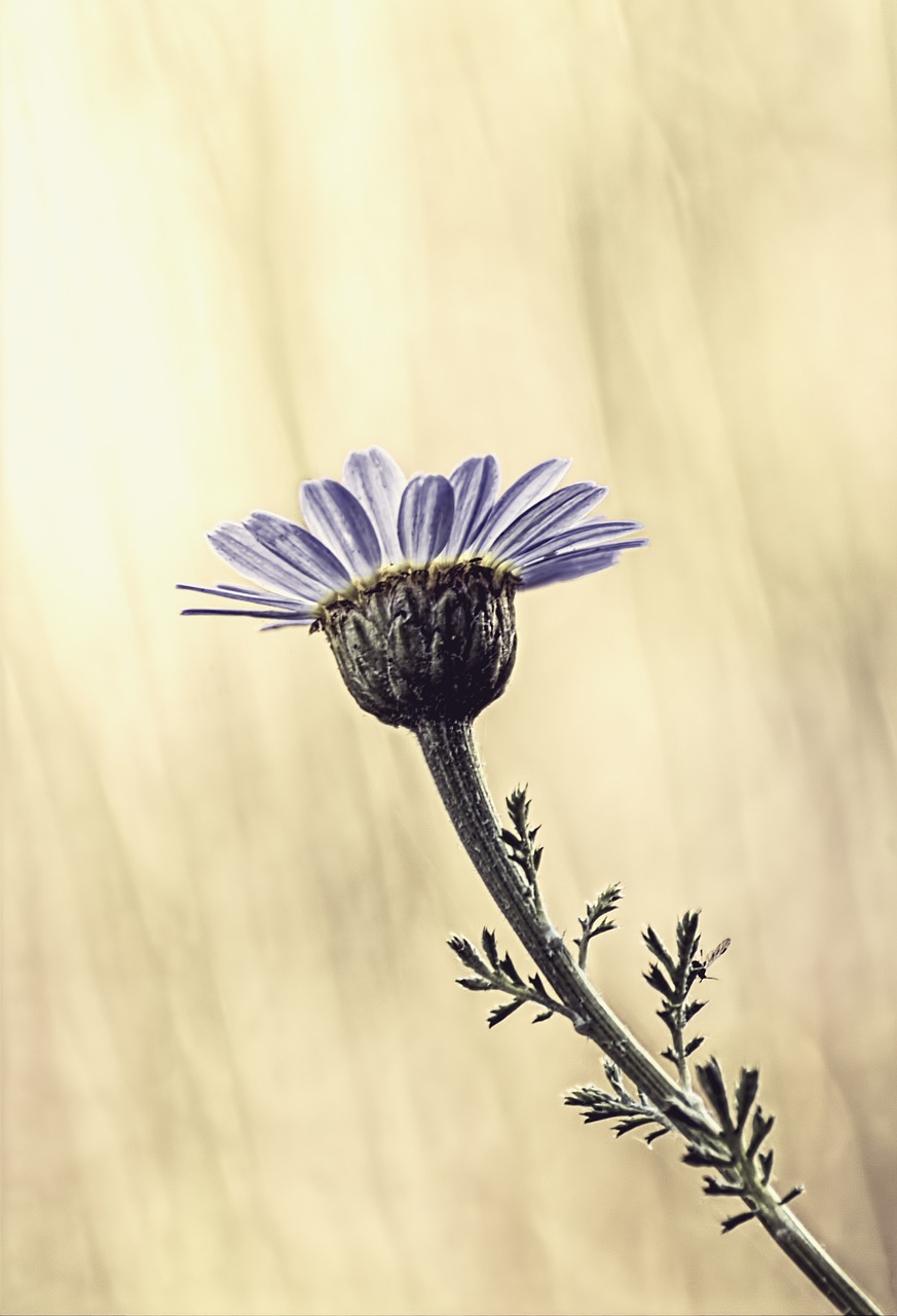 meadow flowers marguerite flora free photo