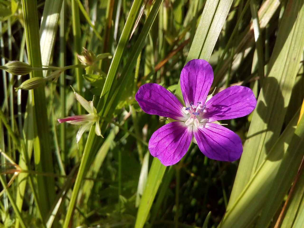 meadow geranium flower pistil free photo