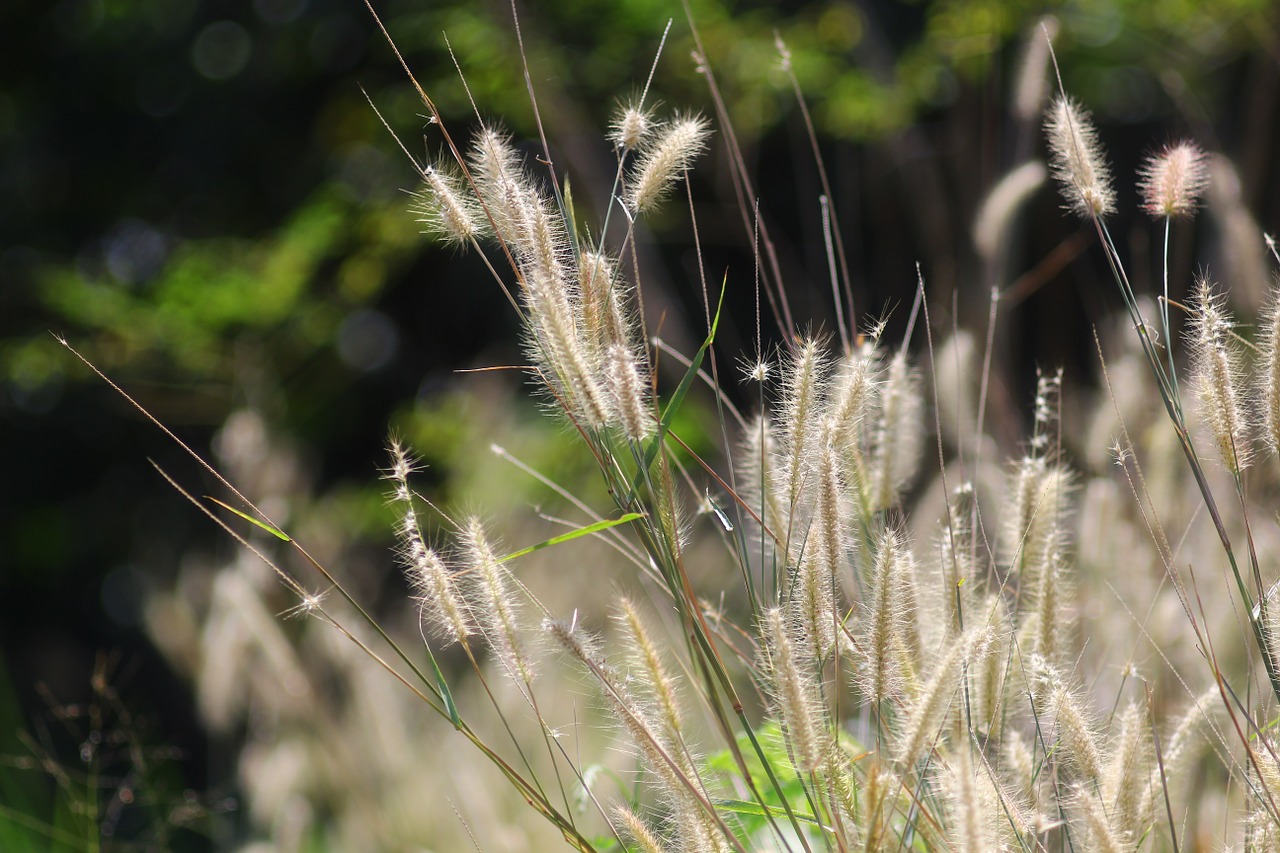 grass grafieldss mead free photo