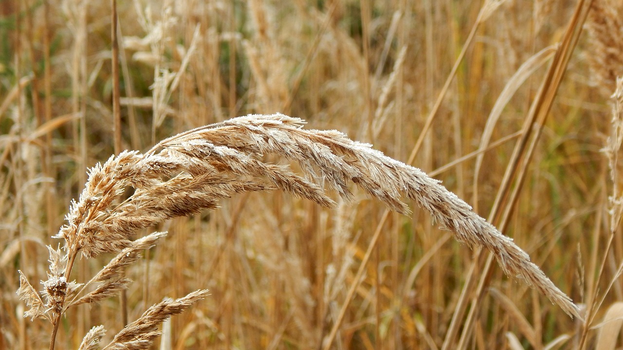 meadow grass luka detail free photo