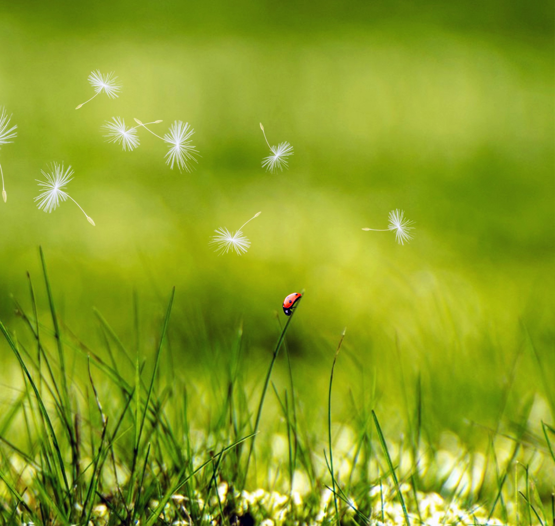 meadow grass ladybug free photo