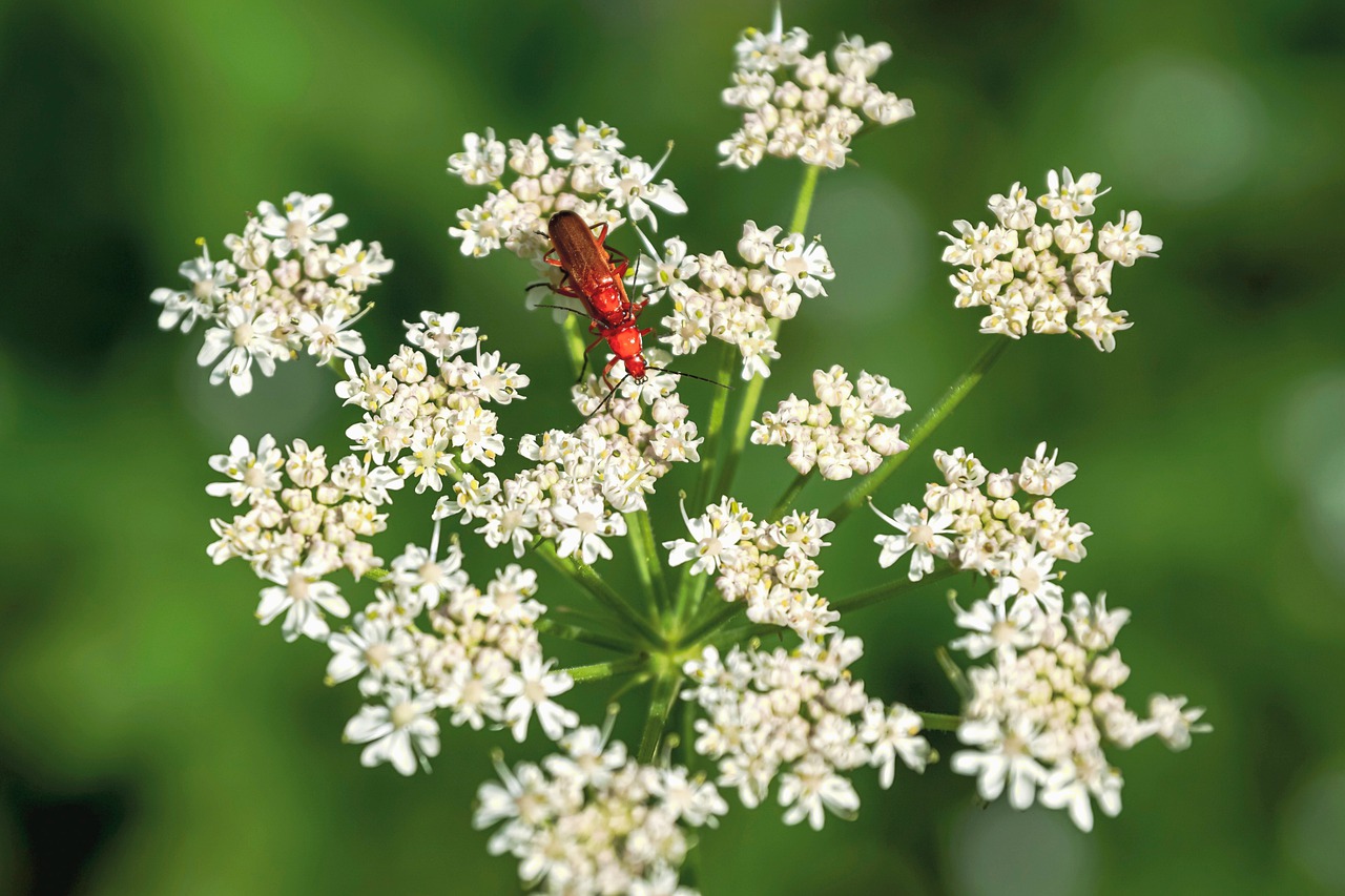 meadow hogweed  plant  white free photo