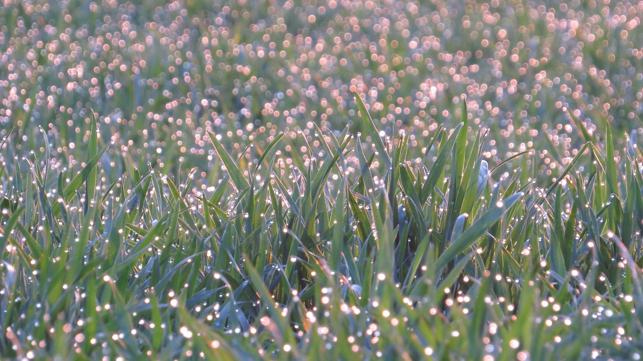 meadow in pastel  morgentau  spring free photo