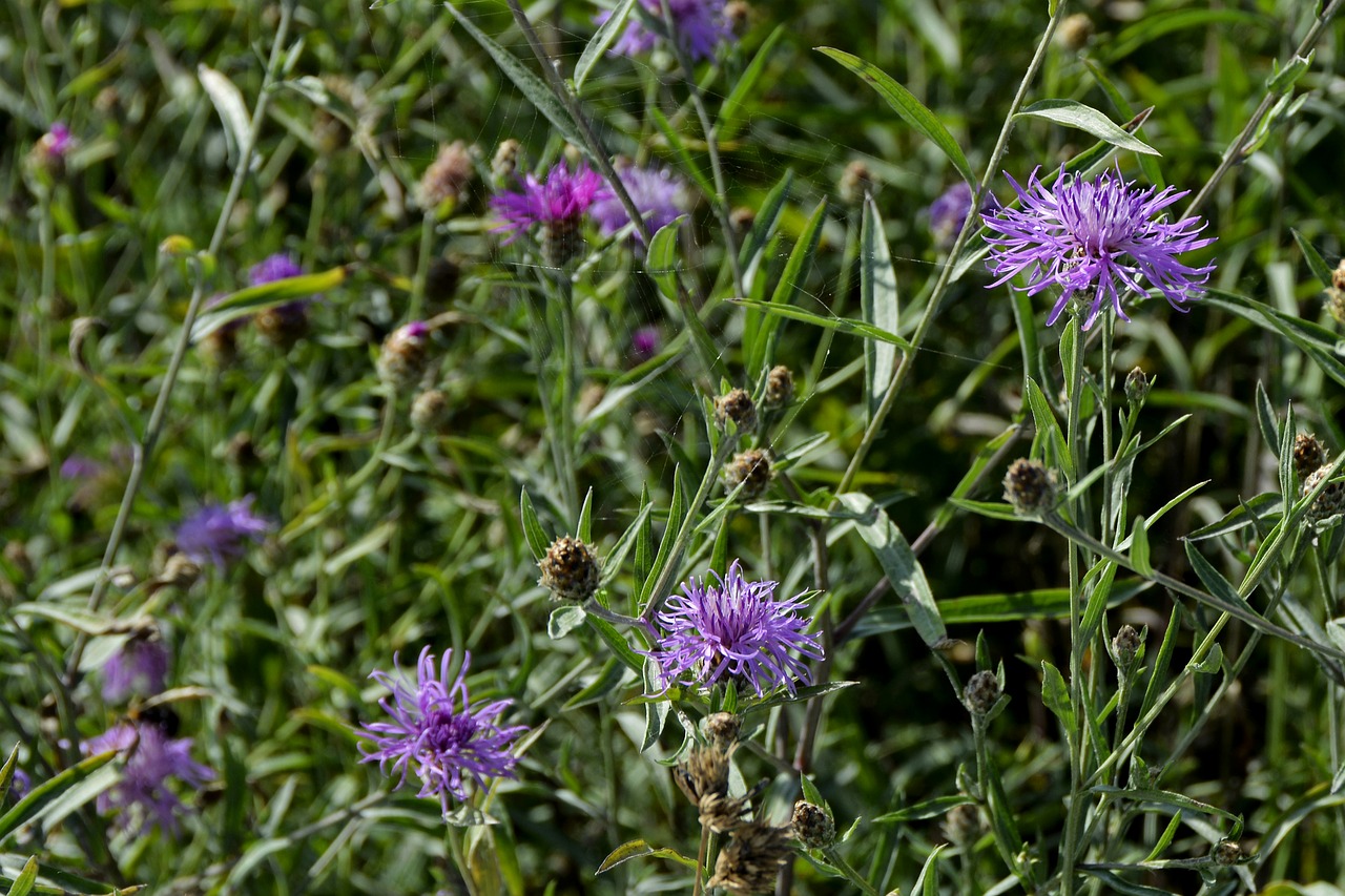 meadow knapweed  flower  plant free photo