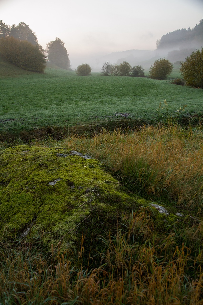 meadow mist stone moss free photo