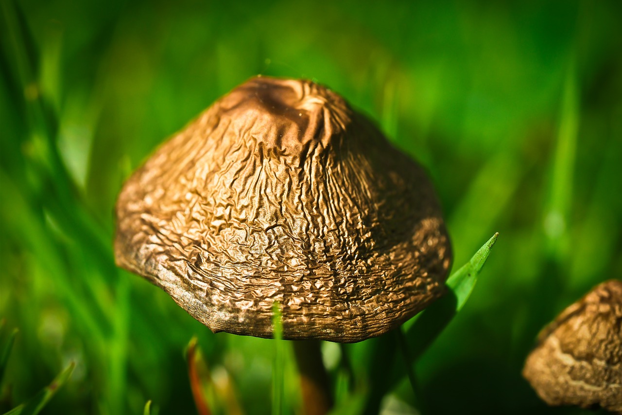 meadow mushroom mushroom mushroom genus free photo