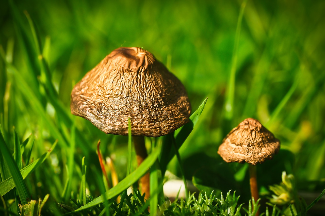 meadow mushroom mushroom mushroom genus free photo