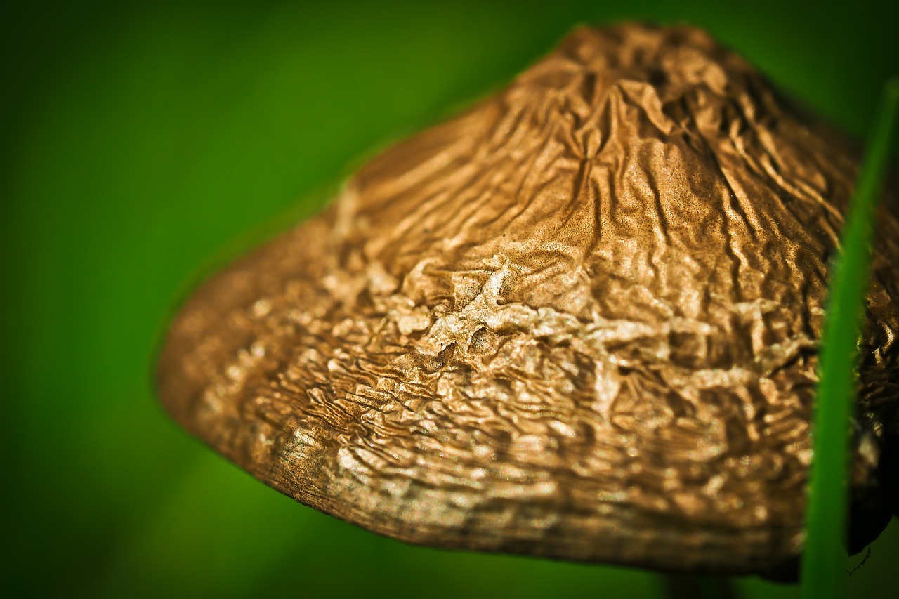 meadow mushroom mushroom mushroom genus free photo