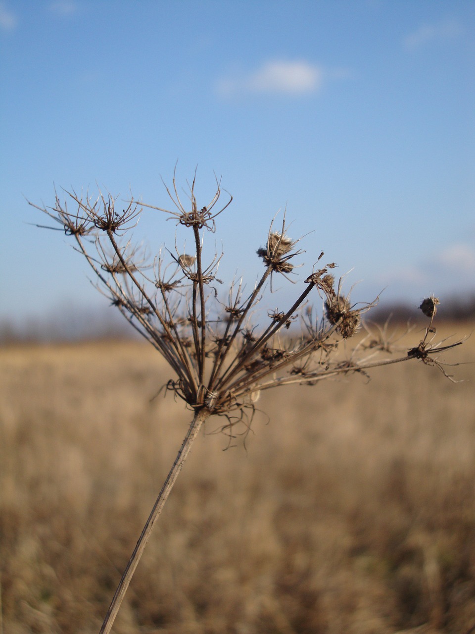 meadow plant winter nature free photo