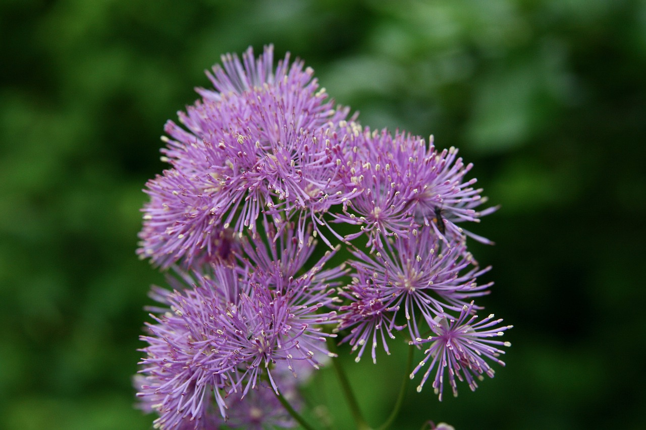 meadow rue  hahnenfußgewächs  purple free photo