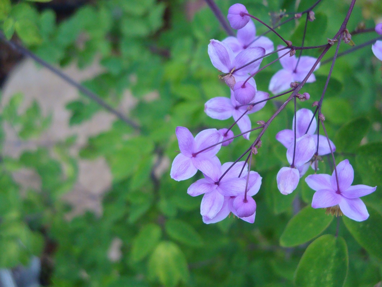 meadow rue flower purple free photo