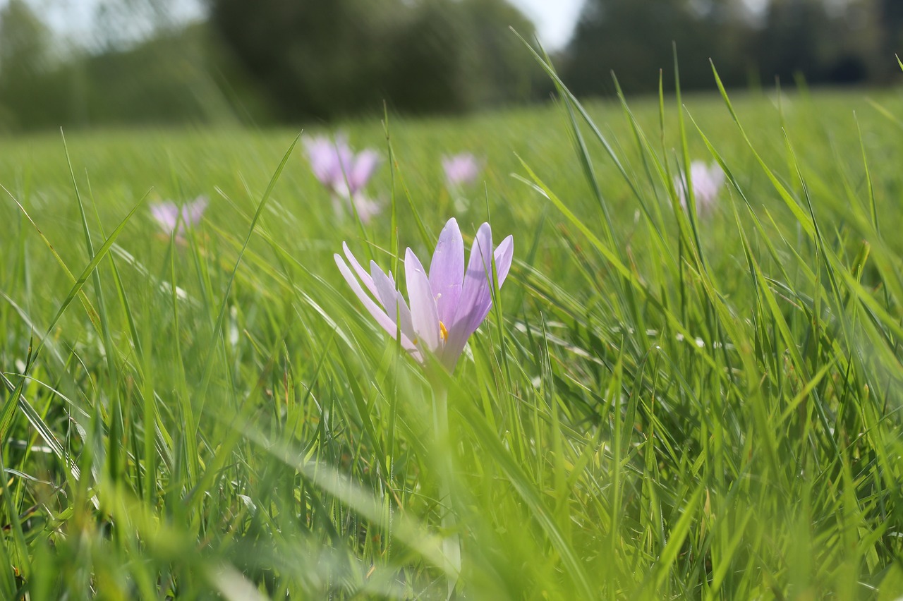 meadow saffron flower grass free photo