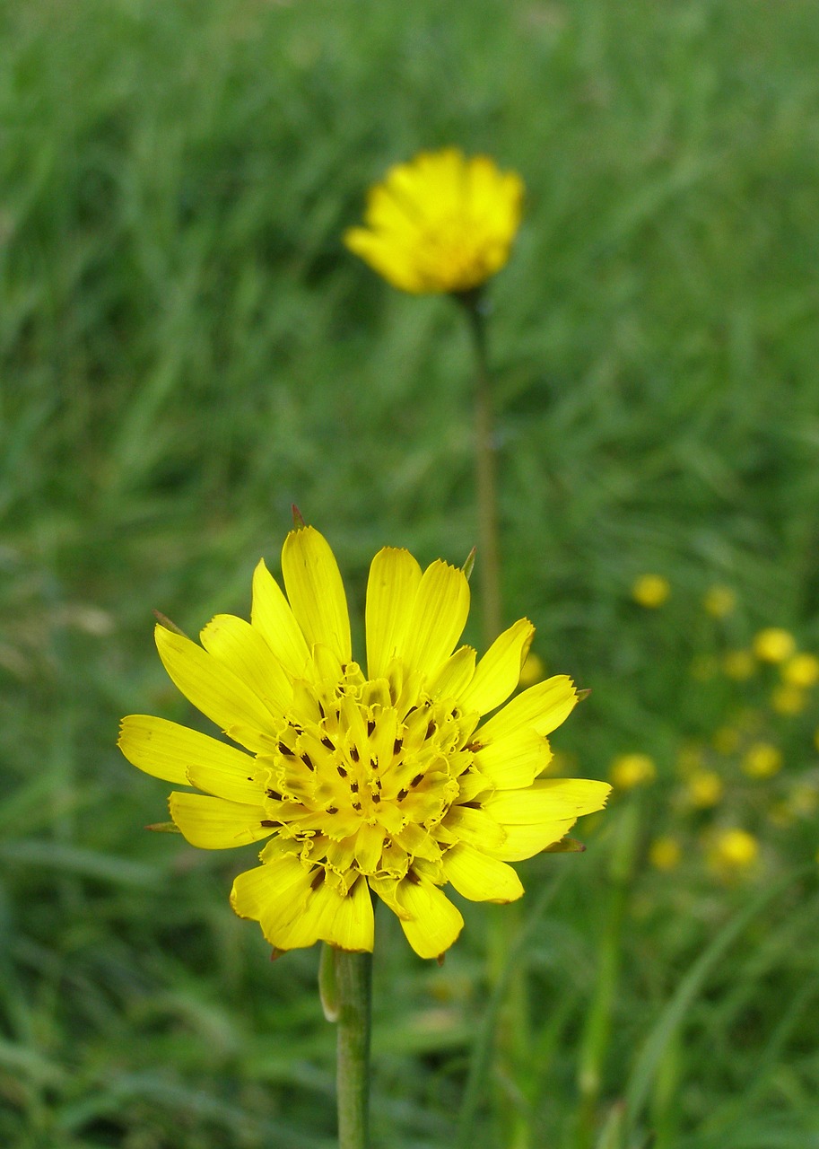 meadow salsify spring flower free photo
