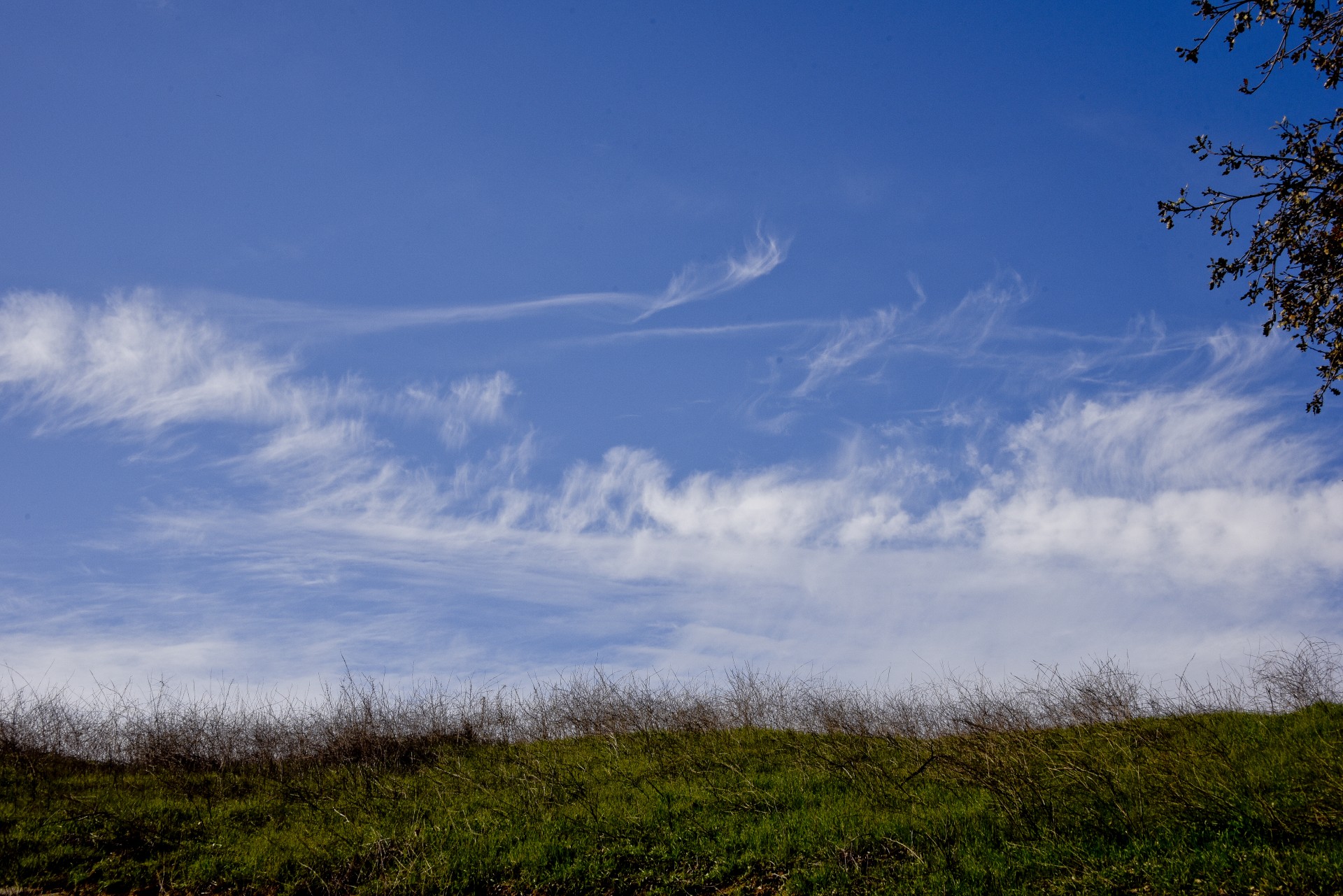 background grass sky free photo