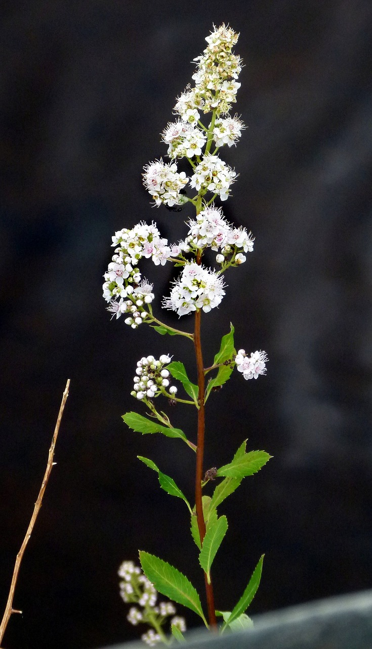 meadow sweet plant flower free photo