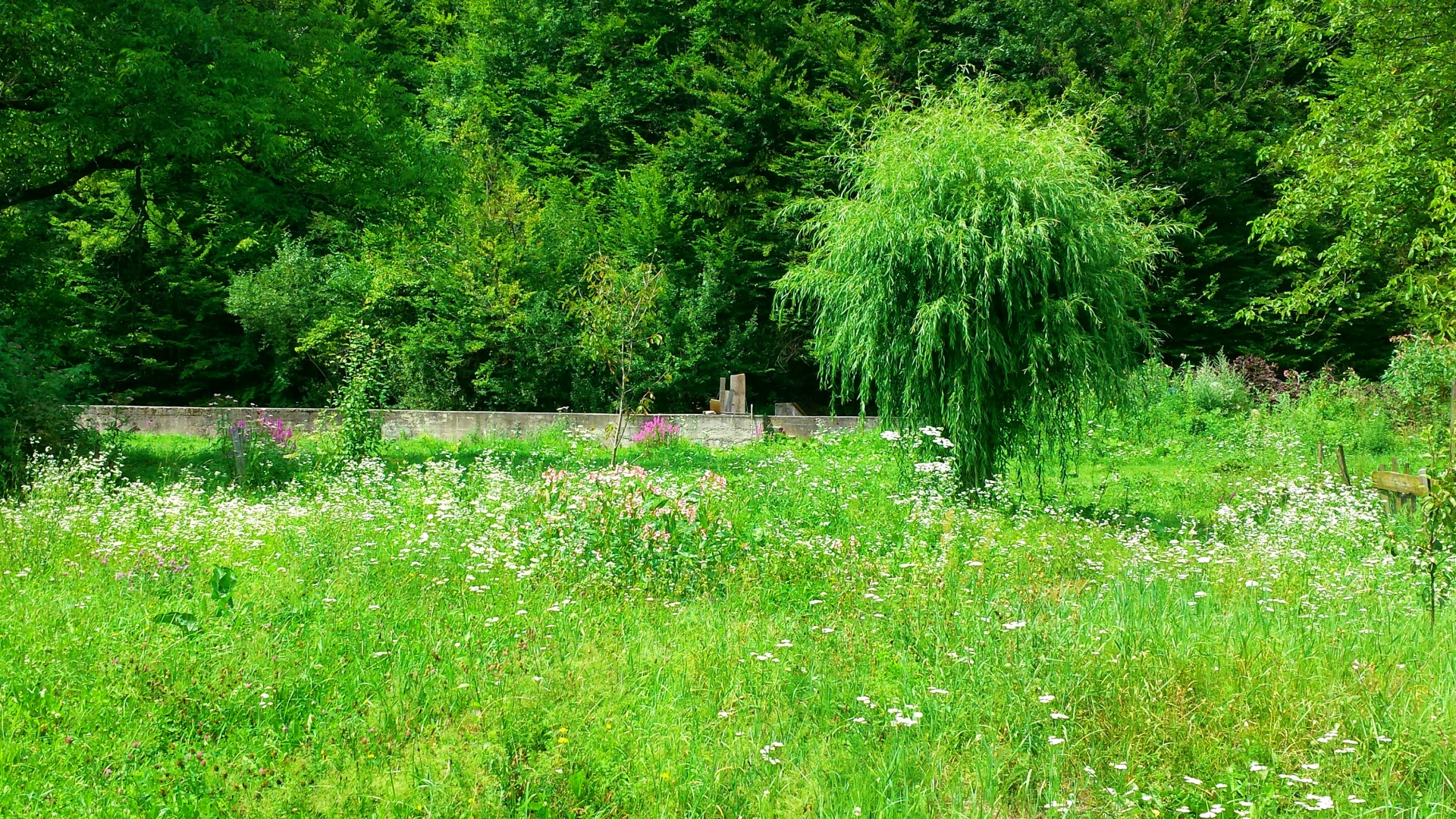 green meadow tree free photo