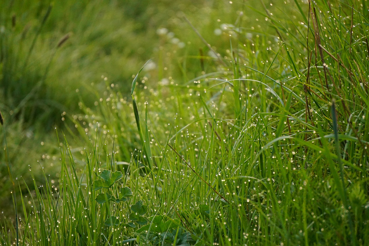 meadow with morning dew  green  nature free photo