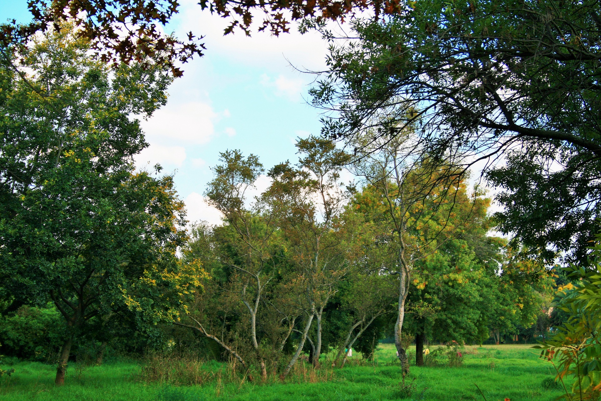 grass green trees free photo