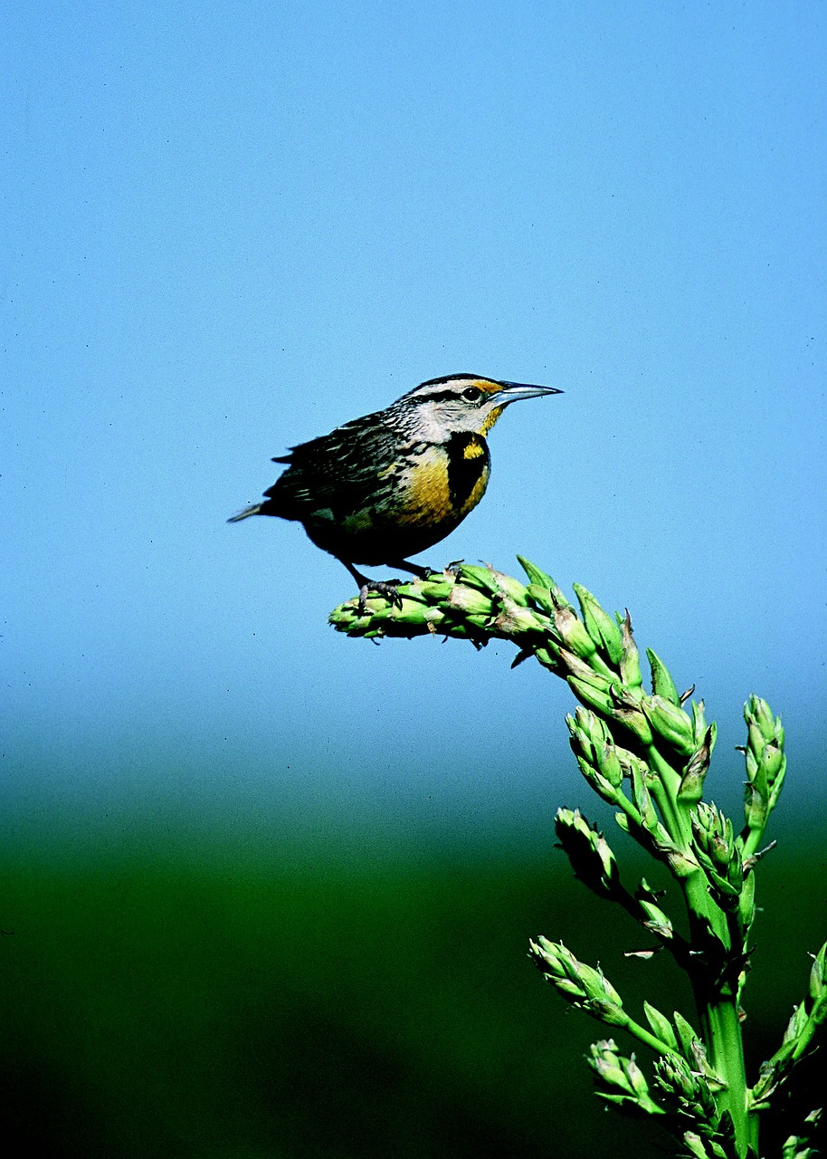 meadowlark bird songbird free photo