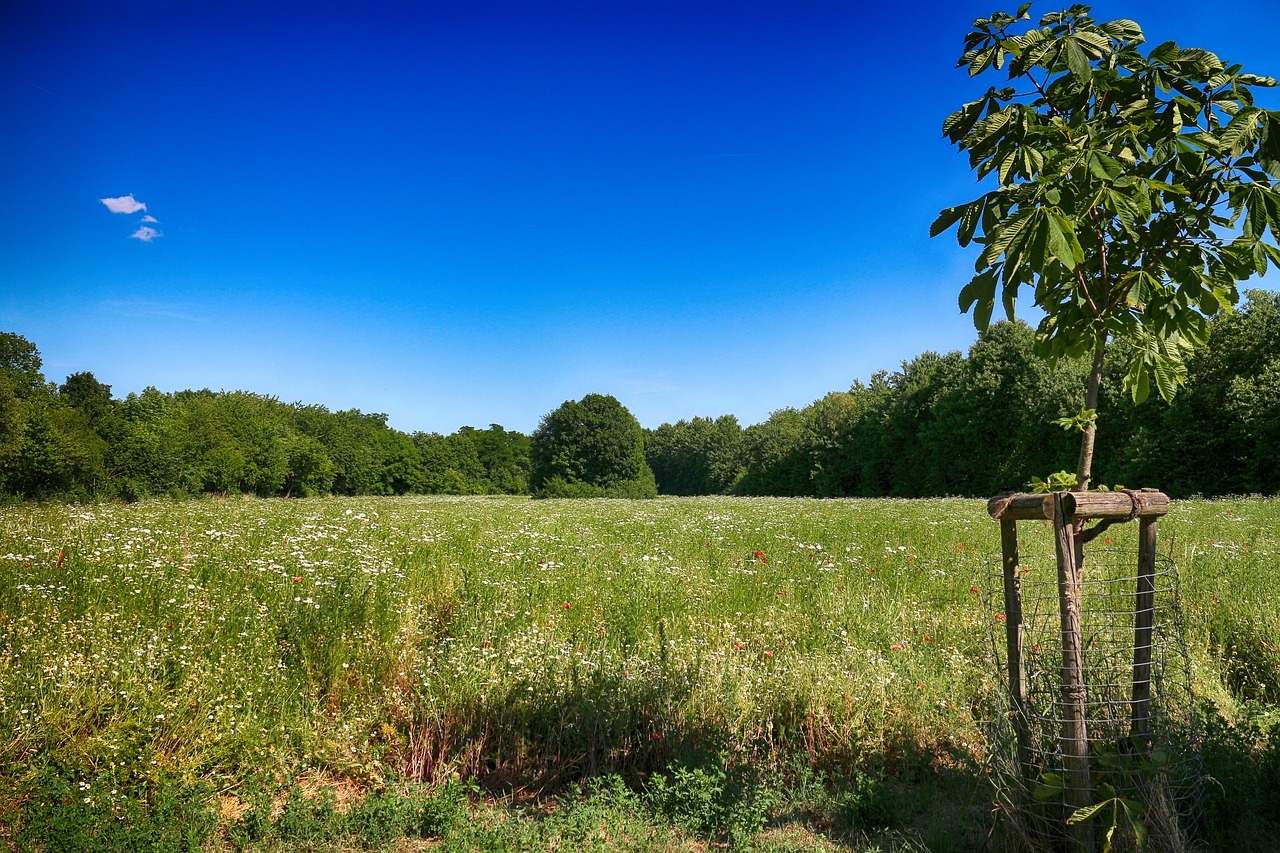 meadows field spring free photo