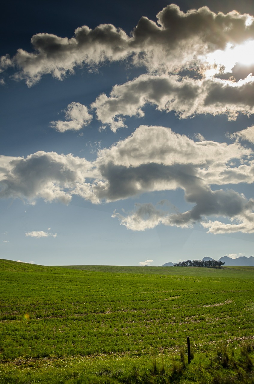 meadows pasture grass free photo