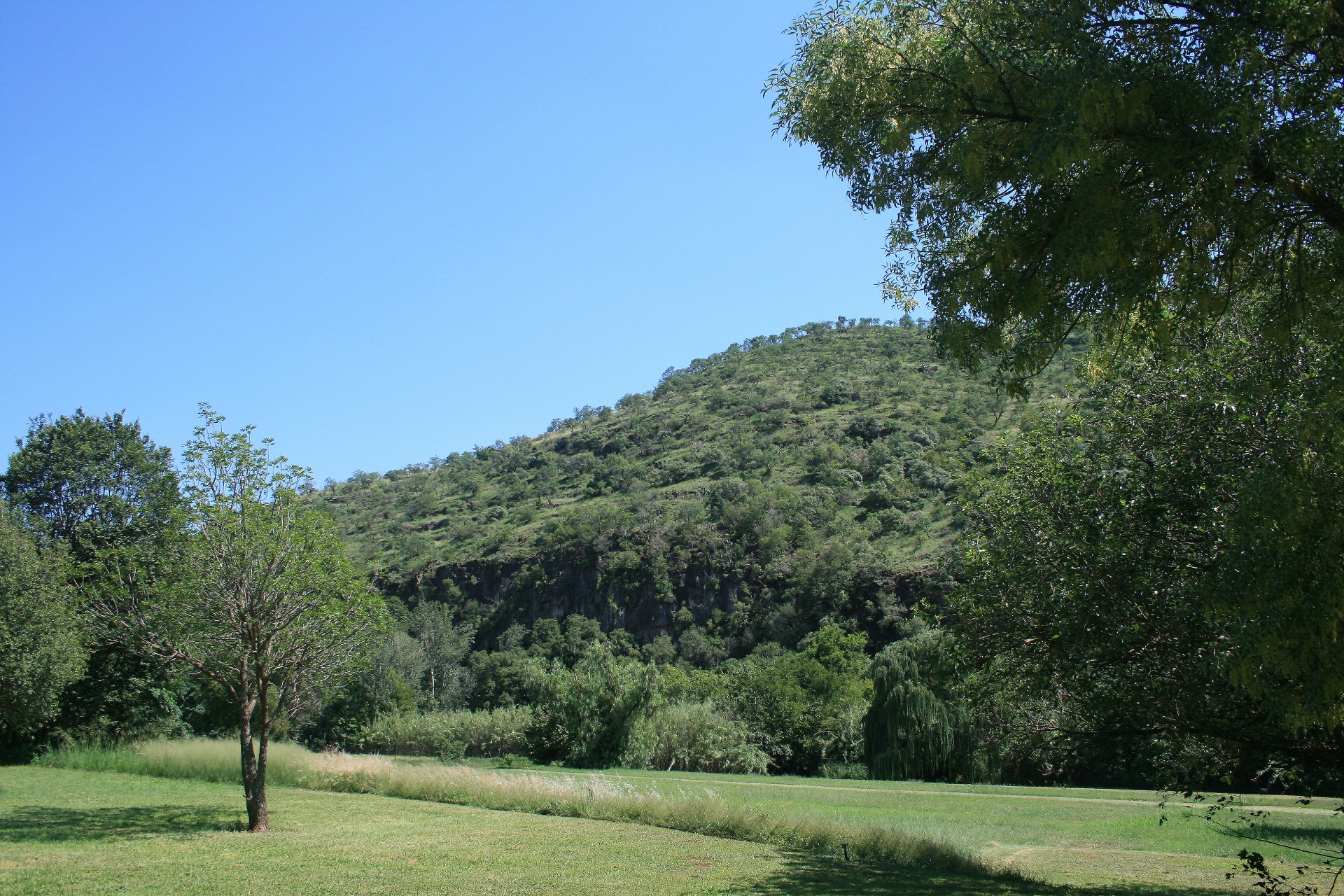 grass green trees free photo