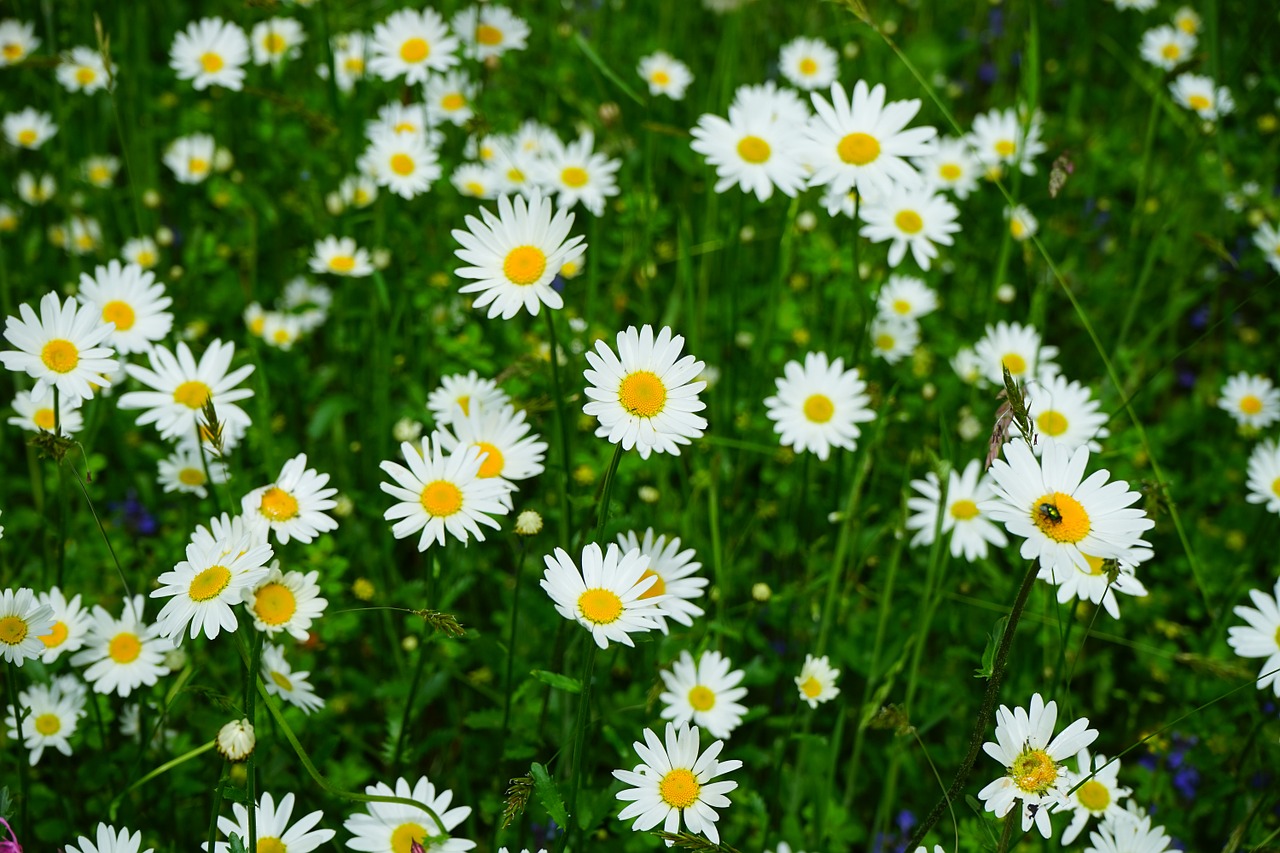 meadows daisies flowers leucanthemum vulgare free photo
