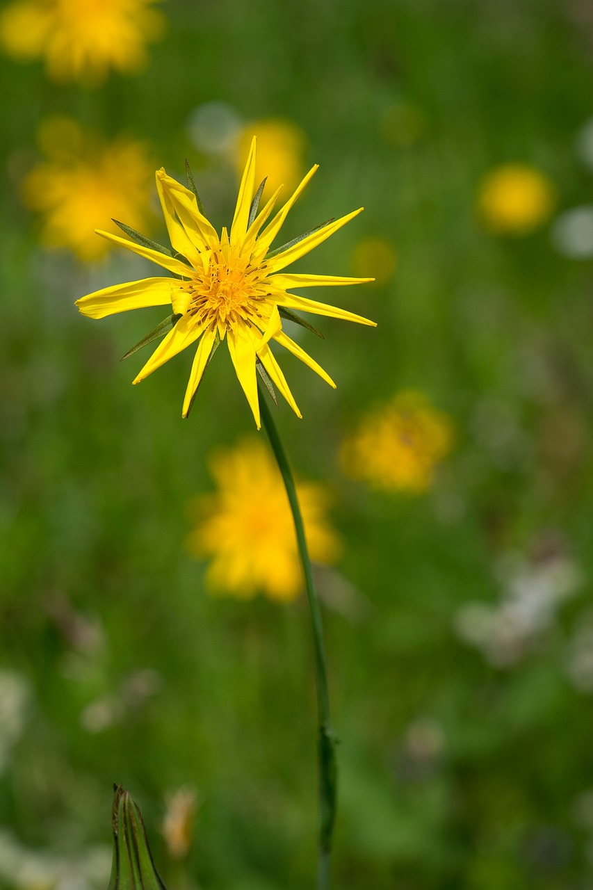 meadows dubius flower yellow free photo
