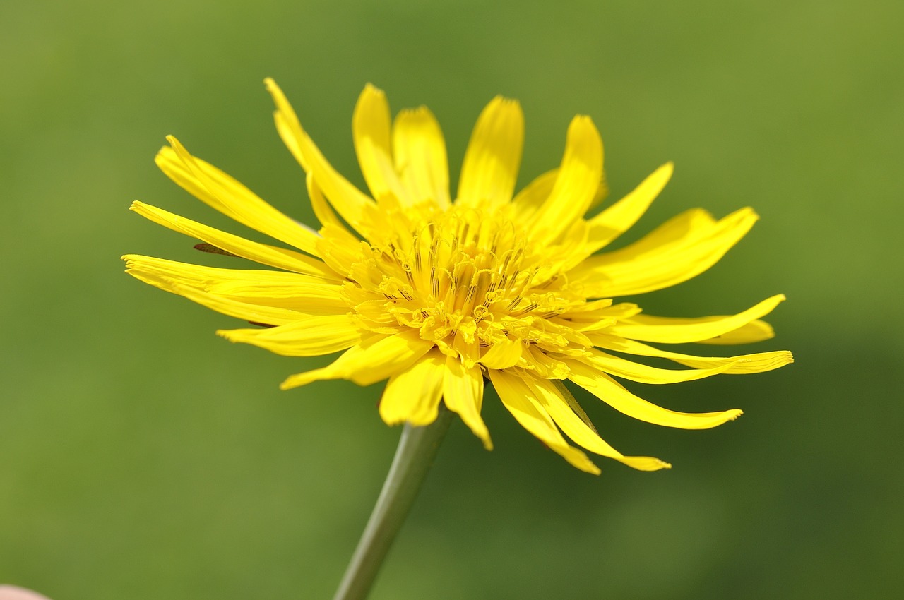 meadows dubius flower plant free photo