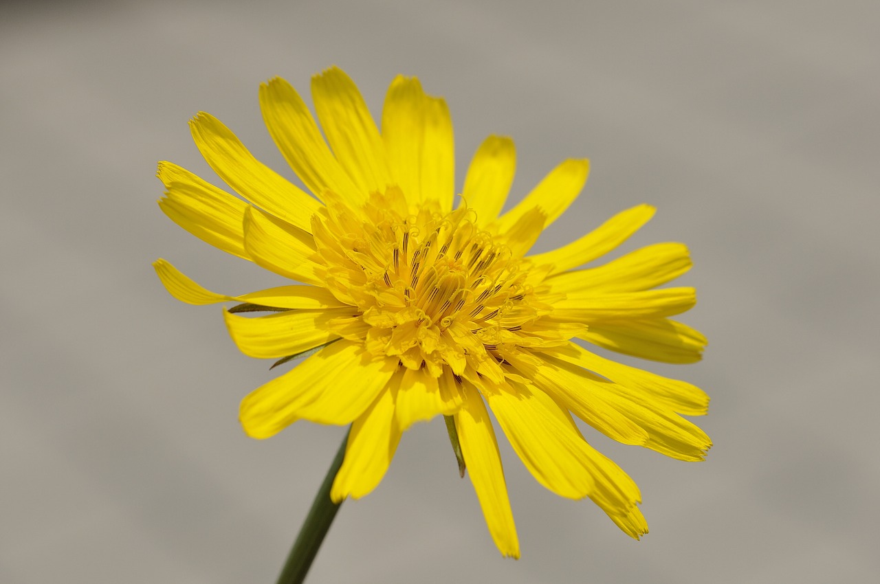 meadows dubius flower plant free photo