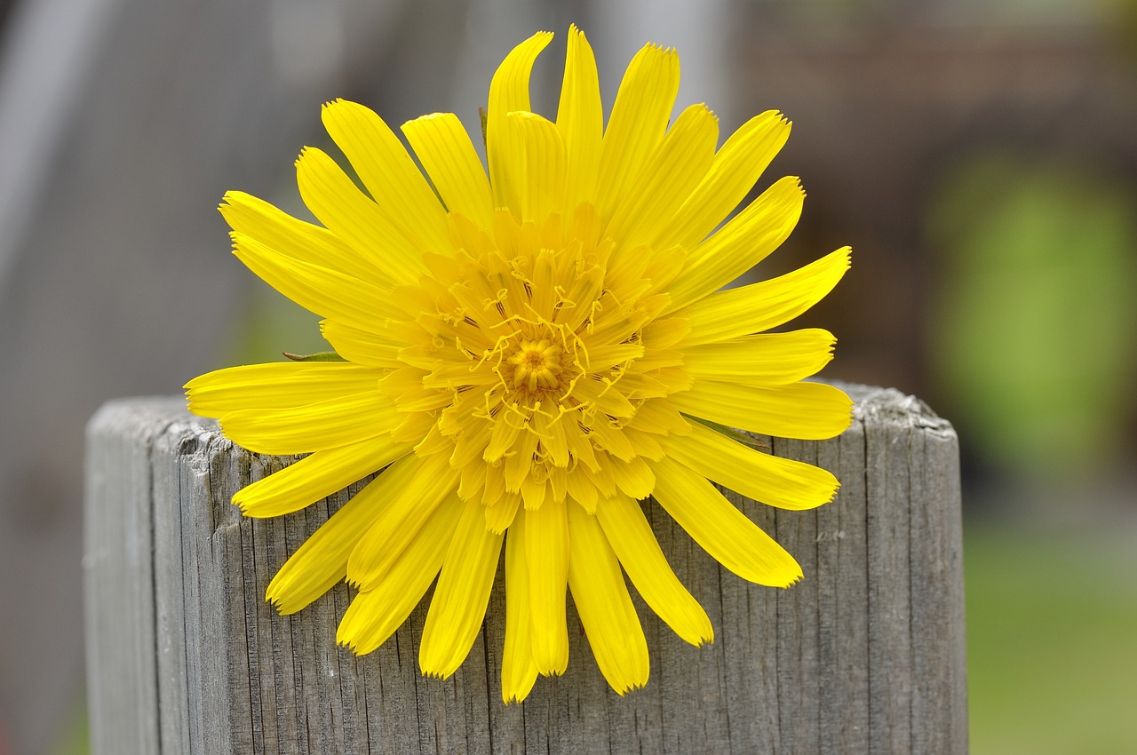 meadows dubius flower plant free photo