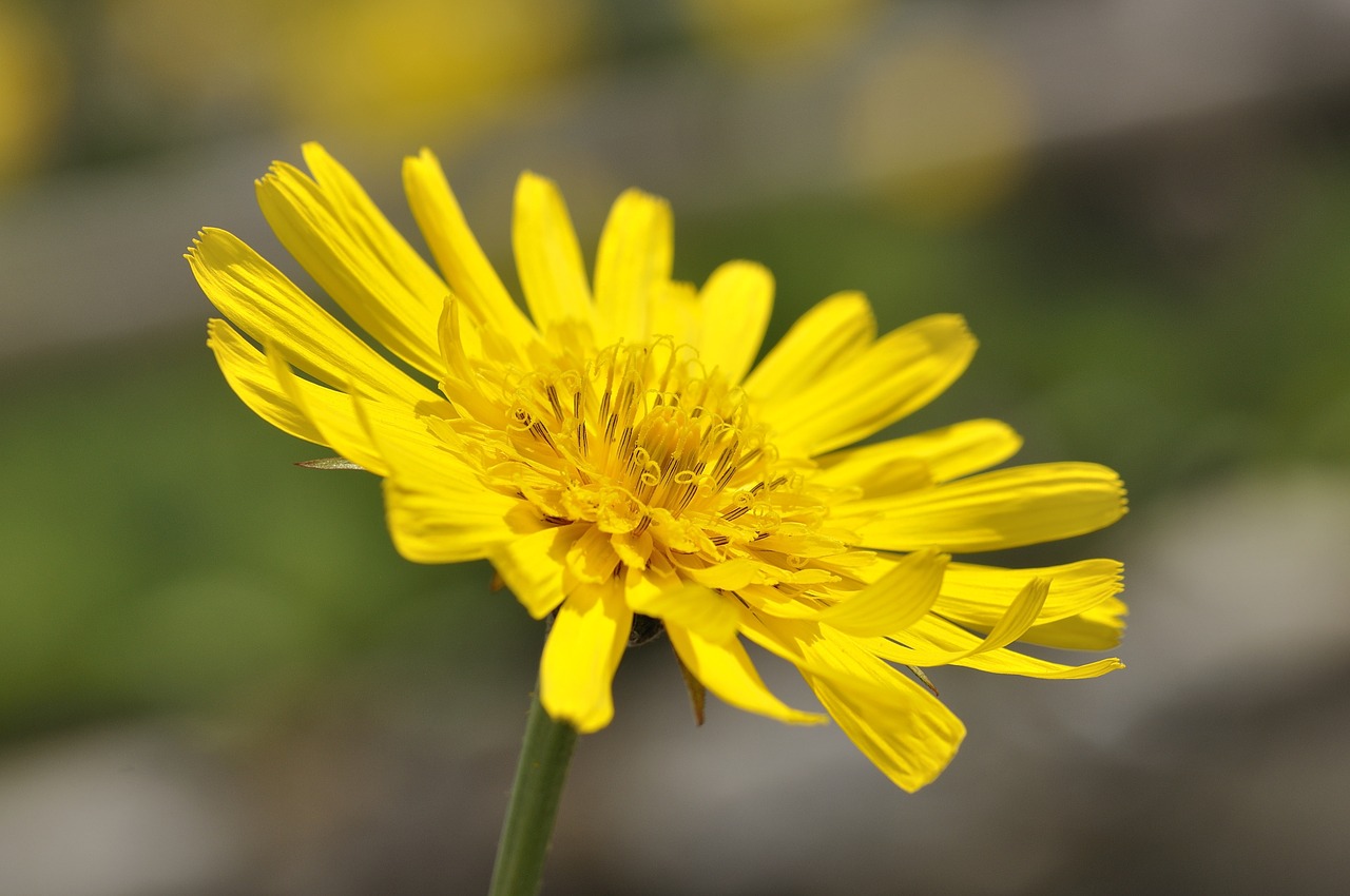 meadows dubius flower pointed flower free photo