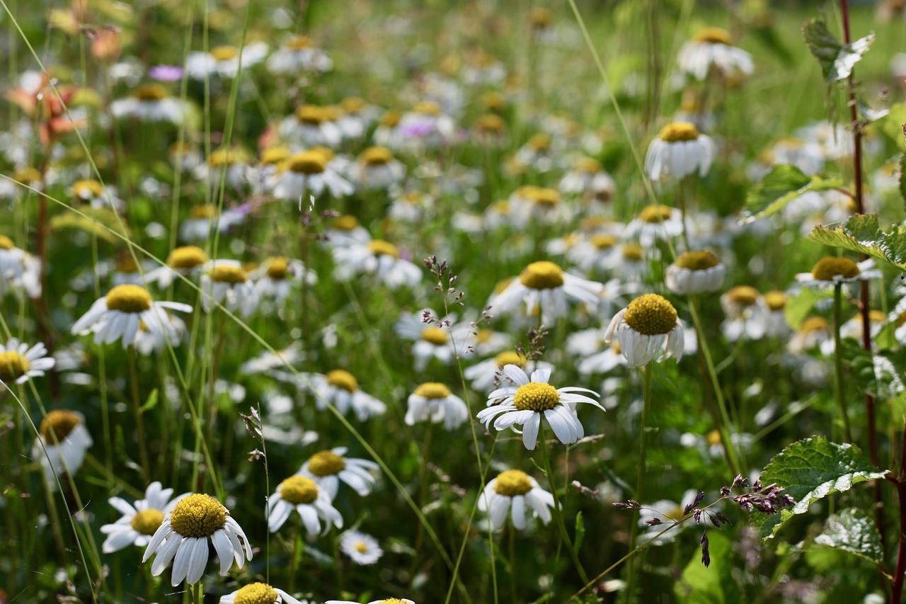 meadows-margerit  magarite  daisies free photo
