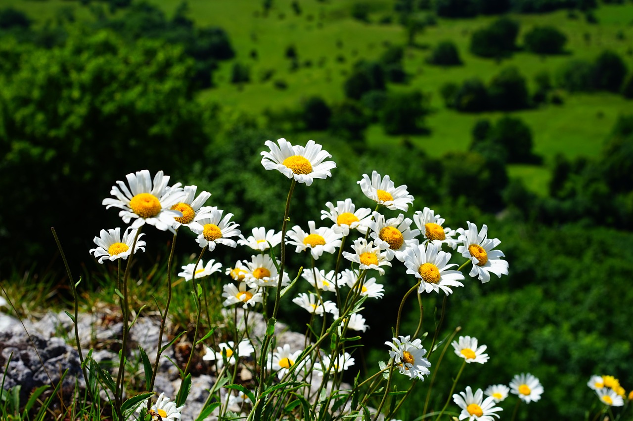 meadows margerite daisies flowers free photo