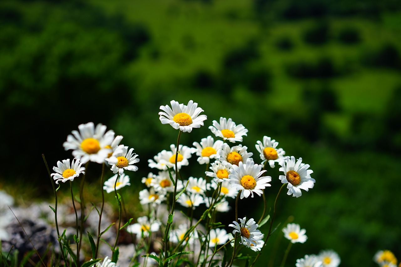 meadows margerite daisies flowers free photo