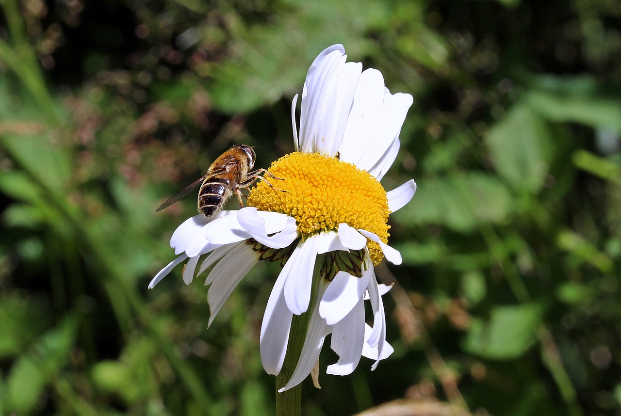 meadows margerite leucanthemum vulgare daisy family free photo