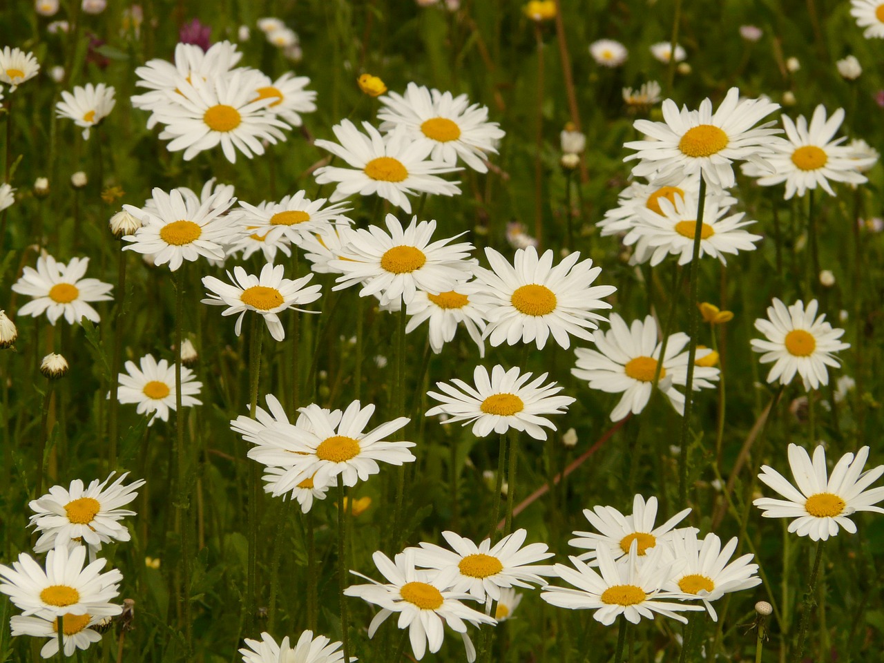 meadows margerite meadow margerite paid feverfew free photo